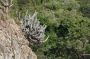 VI05 - 031 * Peter Island cactus.